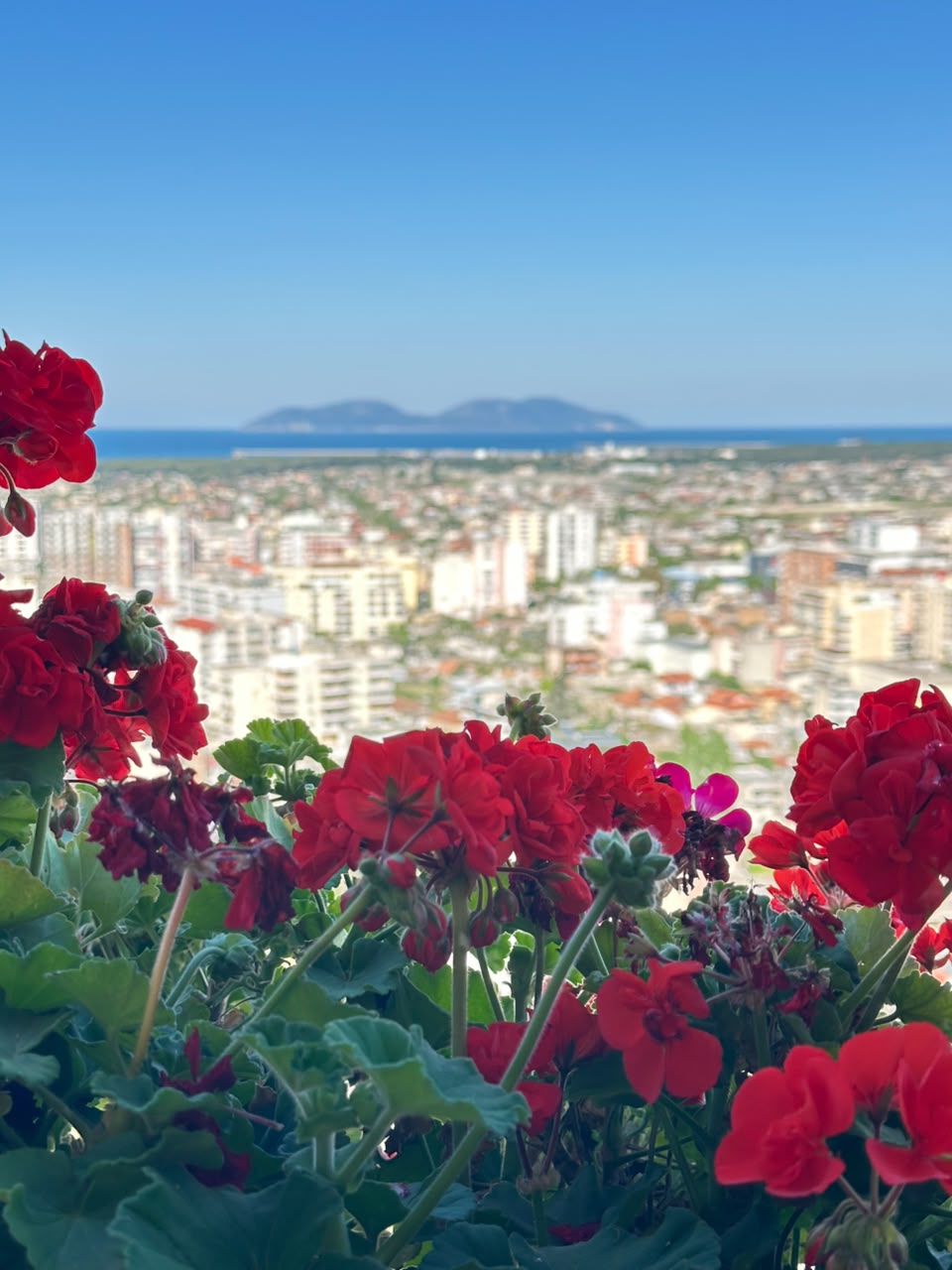 Lule të kuqe me pamje nga gjiri i Vlorës